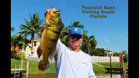 Butterfly Peacock Bass Fishing Florida Live Bait Video - YouTube