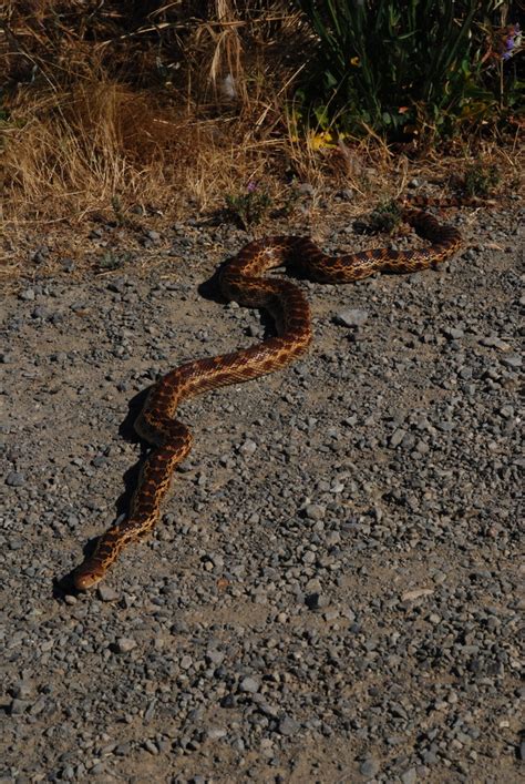 Pacific Gopher Snake (Kings Range Conservation Area) · BioDiversity4All