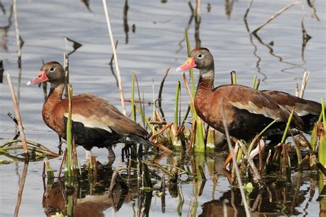 Black-bellied Whistling-Duck | Breeding Bird Atlas