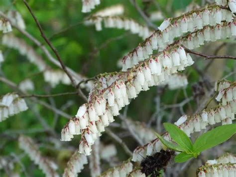 Swamp doghobble now in bloom at Pocosin Lakes National Wildlife Refuge ...