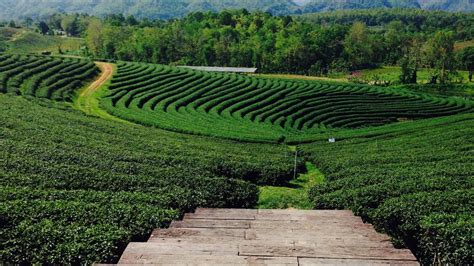 Choui Fong tea plantation, Chiang Rai, Thailand - YouTube