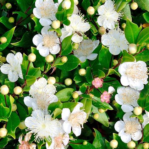 Buy Myrtus Communis Common Myrtle Shrub | Free UK Delivery Over £50