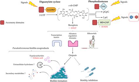 General scheme of the c-di-GMP bacterial signaling pathway and its role ...