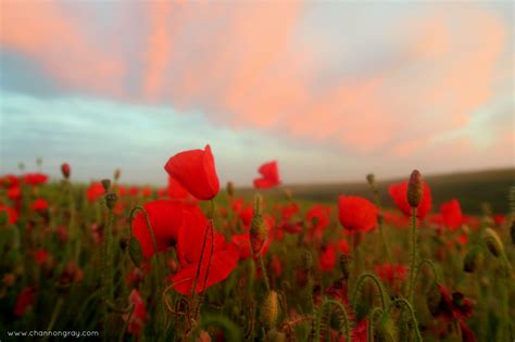 Poppy Fields at West Pentire, Cornwall - Graduate Life // heythereChannon