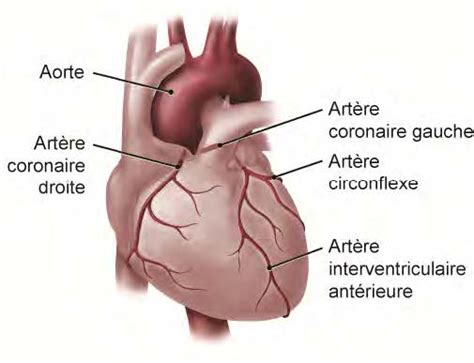 Le Coeur Anatomie Et Fonctionnement - Get Images