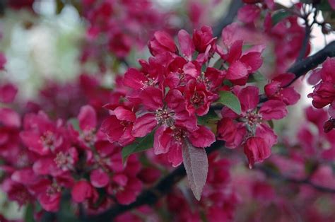 10 Must Have Crabapple Tree Varieties for Your Garden - How to Plant Them