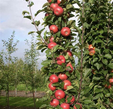 Columnar apples - General Fruit Growing - Growing Fruit