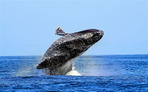 Blue Whale Wallpapers - Wallpaper Cave