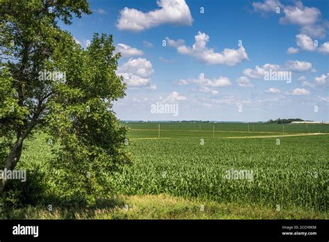 Corn fields in rural Iowa Stock Photo - Alamy