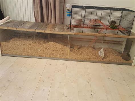 New gerbil cage! It's so much better than my old one :) : r/gerbil