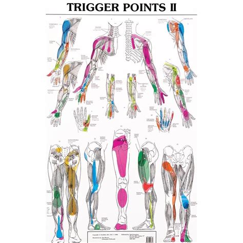 trigger points - Google Search | Trigger points, Referred pain, Acupuncture charts