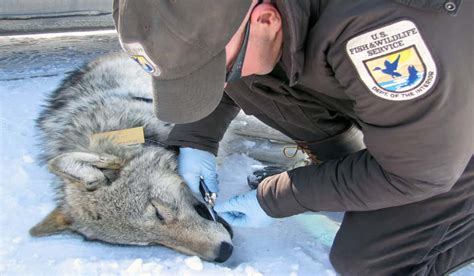 New Wolf Pack Spotted in National Elk Refuge | OutdoorHub