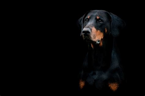 Doberman Wallpaper (63+ images)