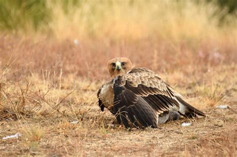 Booted Eagle with Its Prey in the Forest Stock Photo - Image of goshawks, gredos: 324165416