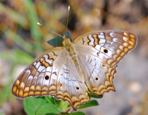 White Peacock Butterfly in Florida Everglades