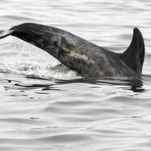 Risso's Dolphin - Facts, Diet, Habitat & Pictures on Animalia.bio