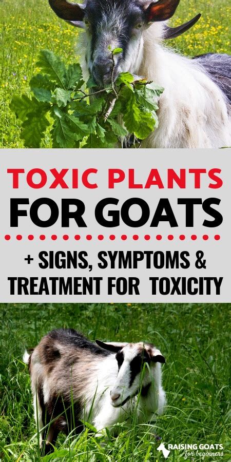 Toxic Plants for Goats: Signs, Symptoms, and Treatment