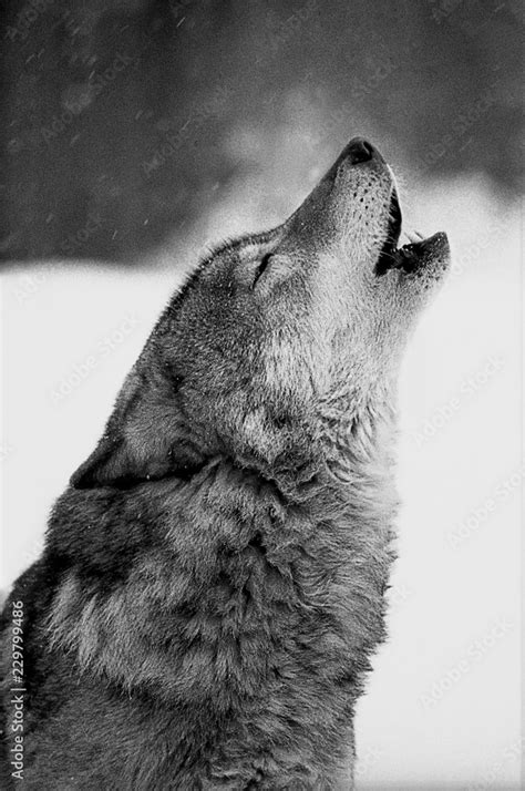 Howling Wolf - matagrande.al.gov.br