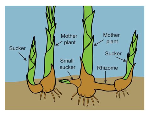 What is a Rhizome? - Plant Instructions