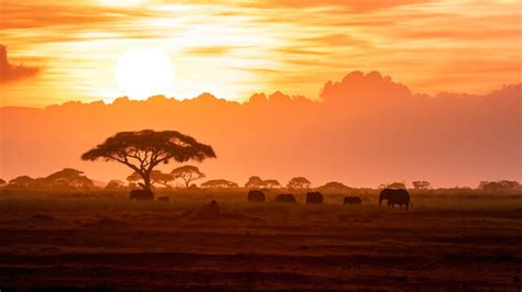 African Grasslands Sunset