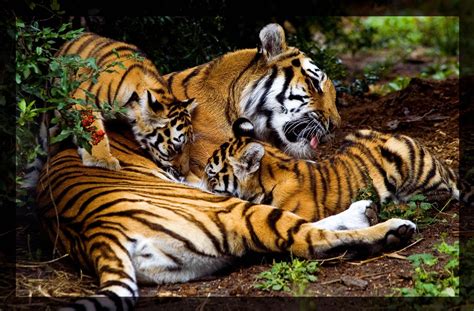 tiger family by miezbiez on DeviantArt