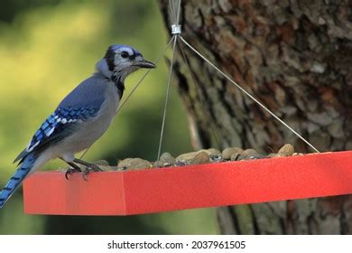 1,645 Blue Jay Bird On Bird Feeder Images, Stock Photos & Vectors ...