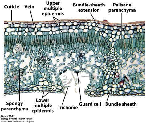 Xerophytic Leaf, c.s. | Epidermis, Plants, Leaves