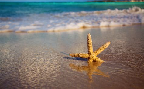 starfish beach shore - HD Desktop Wallpapers | 4k HD