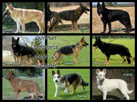 types of germen shepherd | Pastore tedesco, Pastori tedeschi, Pastore