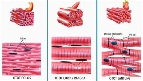 Otot Lurik : Pengertian, Ciri, Letak, Bentuk, Fungsi dan Cara Kerja Otot Lurik (Otot Rangka) Lengkap