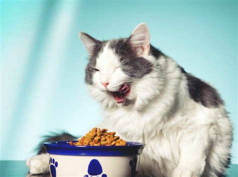 Poisonous Foods for Cats | Pet Reader