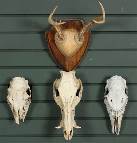 Lot - VINTAGE TAXIDERMY