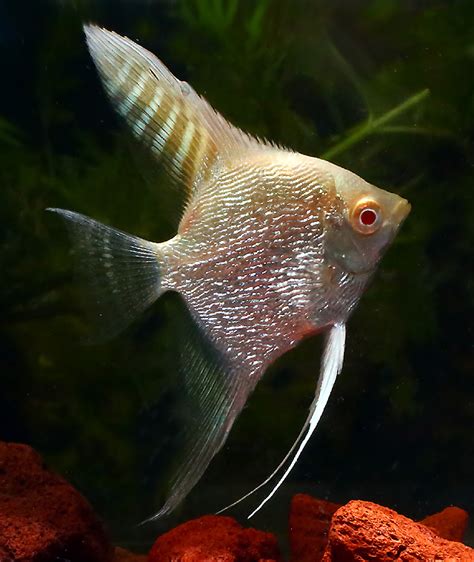 Premium Albino Pearlscale Angelfish