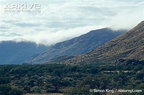 Dingo Habitat - THE ANIMAL WELFARIST