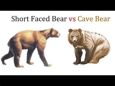 Short Faced Bear vs Cave Bear 2019 - YouTube