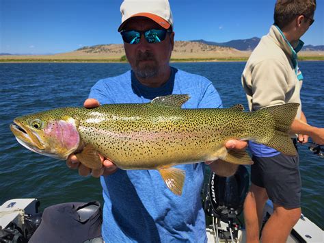 22” Colorado Cutbow trout, C&R : r/Fishing