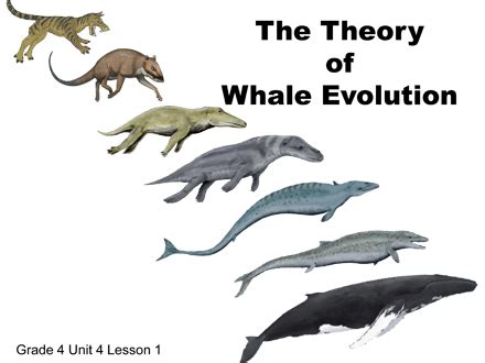 The Evolution of Cetaceans: What is a four-legged land animal doing in ...