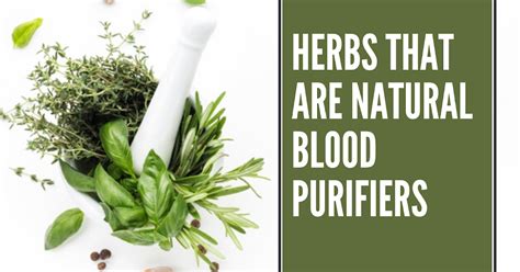 6 Effective Herbs That Stimulate Blood Purification