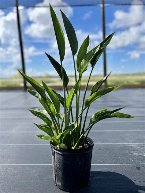 Orange Bird of Paradise Plant potted in Grower Pot At LemonFire.com