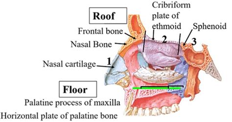 Nasal cavity, nasal septum, nasal chonchae and meatuses - Anatomyqa