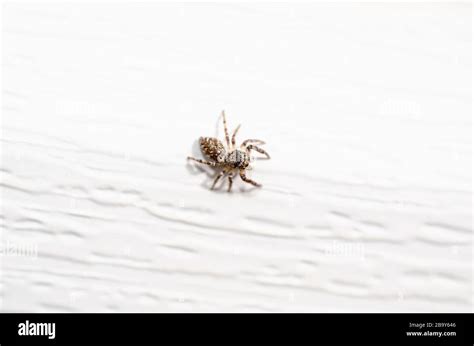 Common orb weaver spider on white background Stock Photo - Alamy