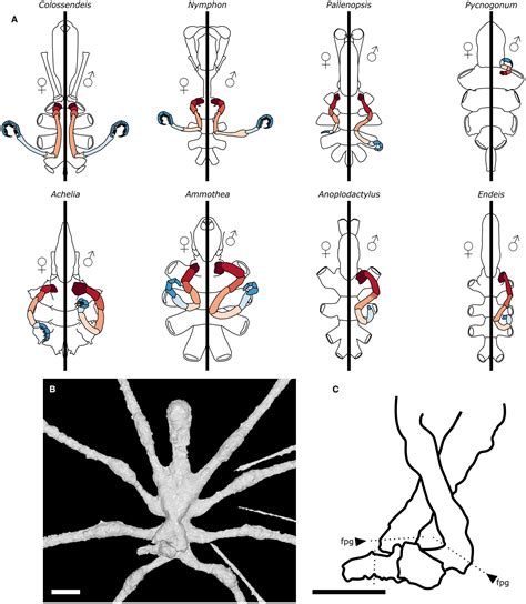 WFS News: New insights into the sea spider fauna (Arthropoda ...