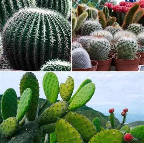 How Much Sun Should A Christmas Cactus Get / Christmas cactus is not hardy for too much direct ...