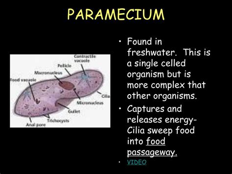 PPT - PROTISTS EUGLENA, AMOEBA, PARAMECIUM, VOLVOX PowerPoint ...