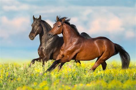 1,300,256 BEST Horses IMAGES, STOCK PHOTOS & VECTORS | Adobe Stock