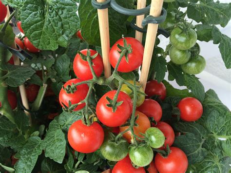 Container Gardening with Vegetables: Getting Started | The Old Farmer's Almanac