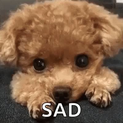 Crying Sad GIF - Crying Sad Puppy - Discover & Share GIFs