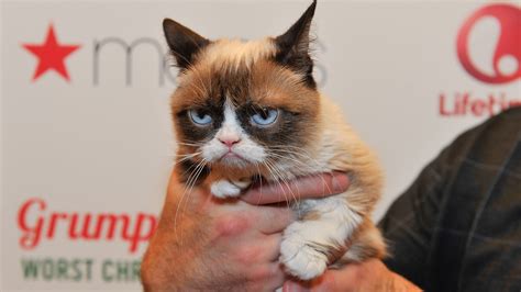 Tardar Sauce, the original 'Grumpy Cat,' has died at age 7