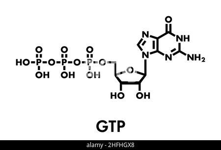 Guanosine triphosphate (GTP) molecule, it is used in synthesis of RNA ...