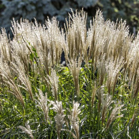 Miscanthus Sinensis Seeds - Chinese Silver Ornamental Grass Seed